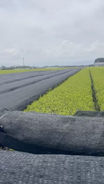 遮光ネットで覆った茶園の畝と茶葉